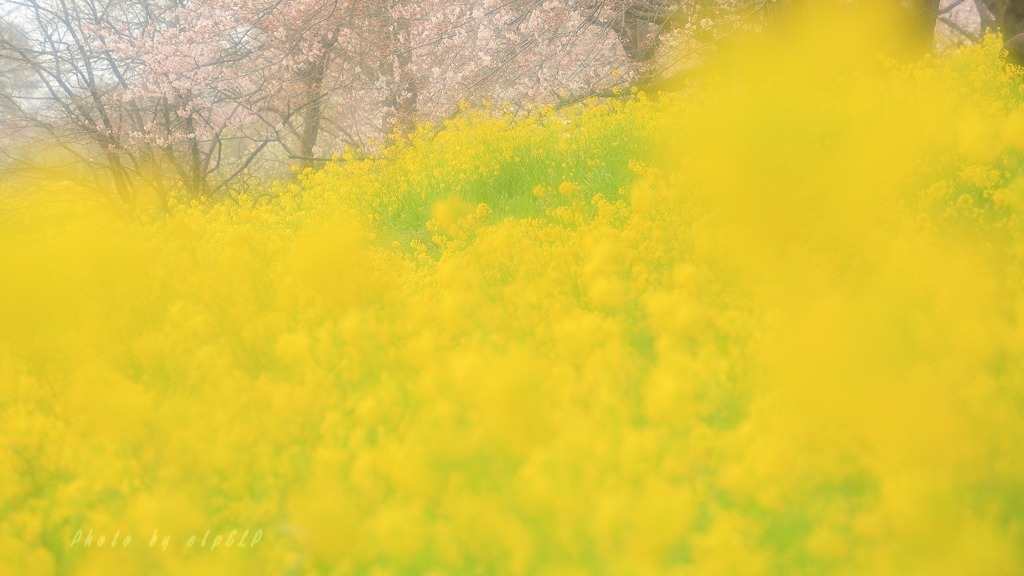 春に包まれて