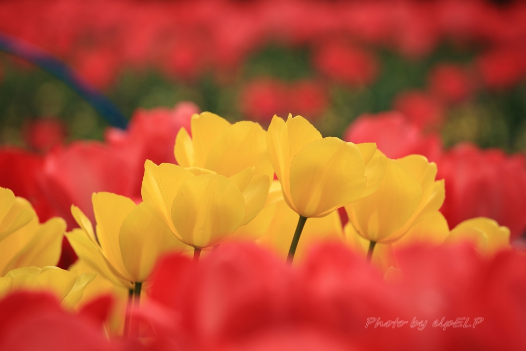 Spring Song ♪
