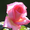水中の薔薇