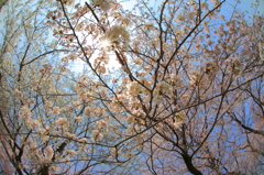 春空