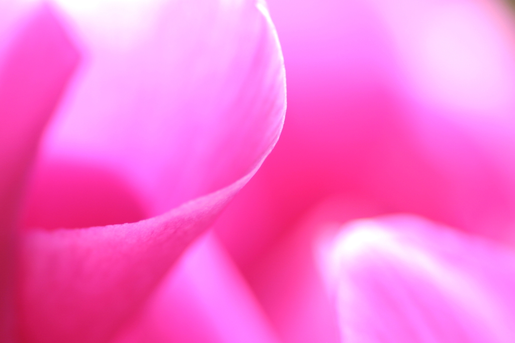 Cyclamen