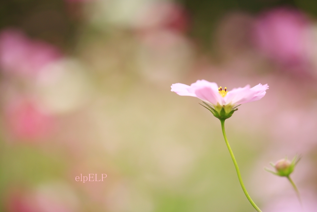 『凛として』