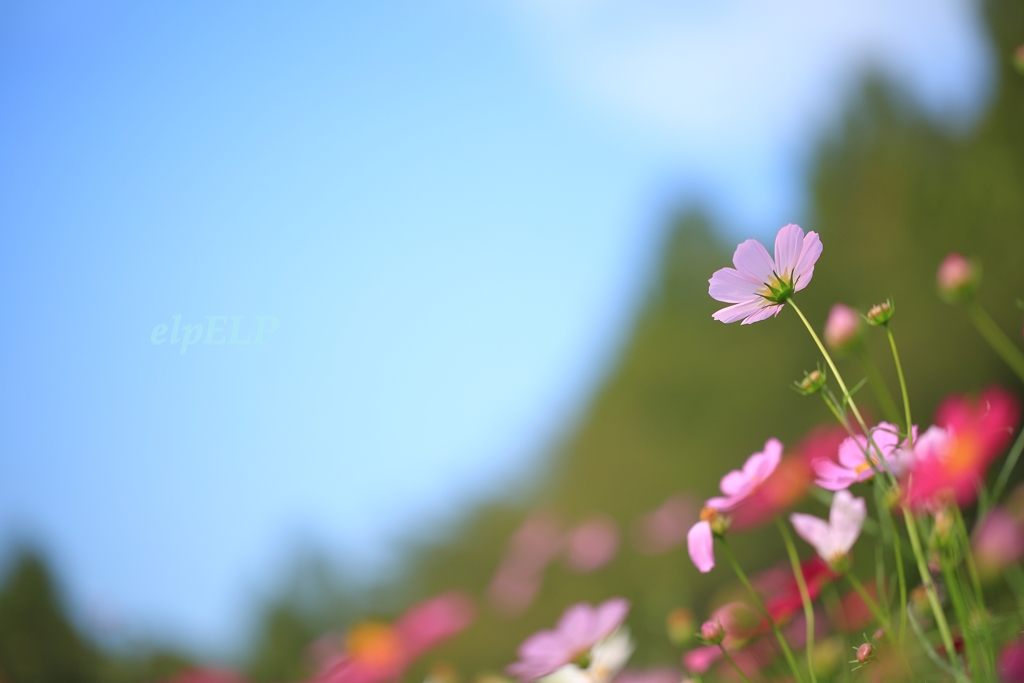 Thank you for kindness