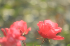 冬薔薇の微笑