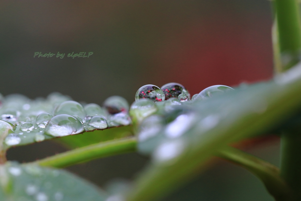 薔薇園は雨に