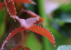 Art of morning dew Pt15