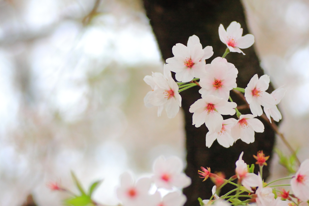 spring pure