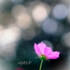 Singing voice