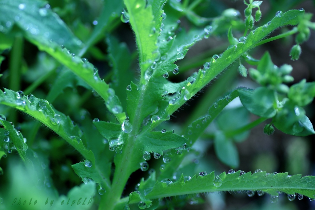 Art of morning dew Pt14