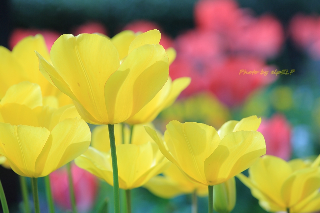 Shining yellow