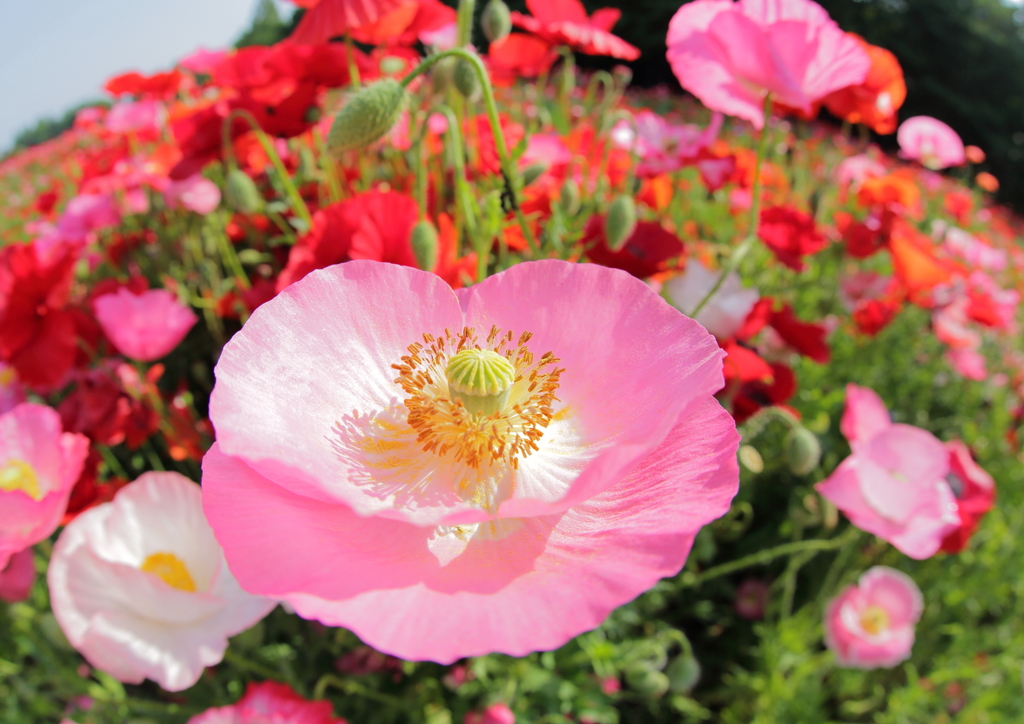 Flower floating