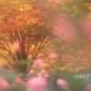 『輝』