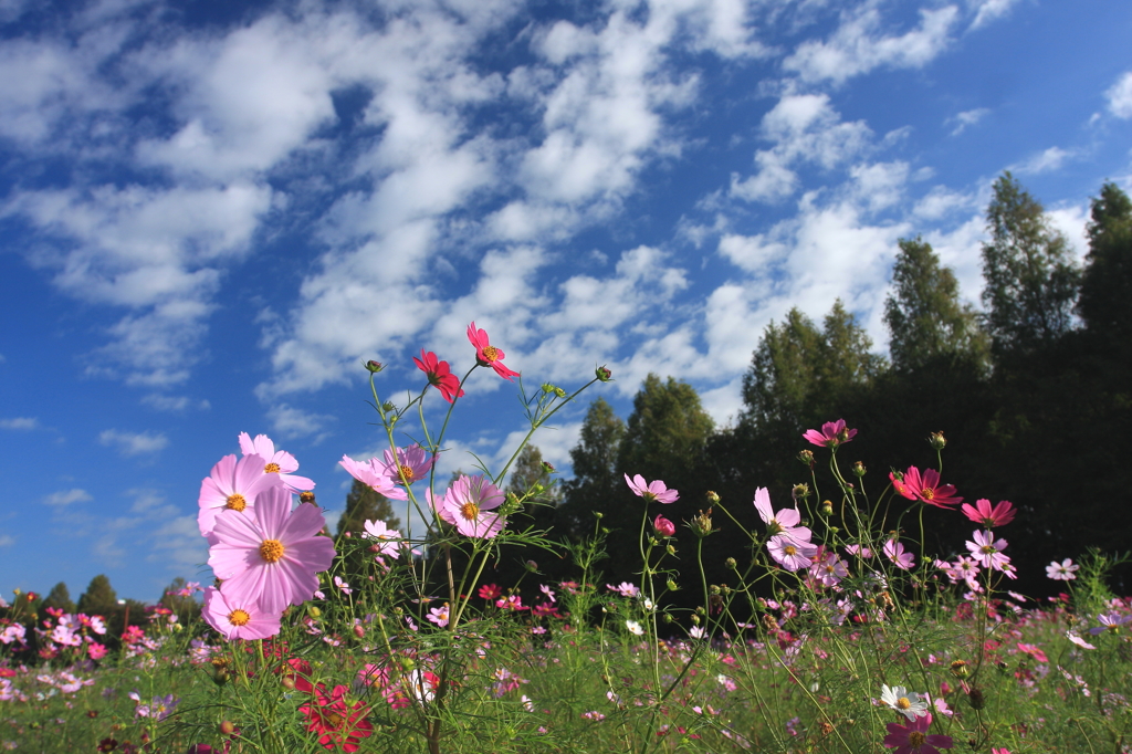 Under the blue sky