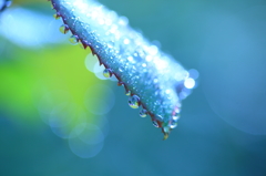 Art of morning dew