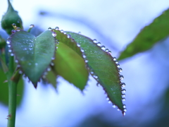 Leaf of a water droplet
