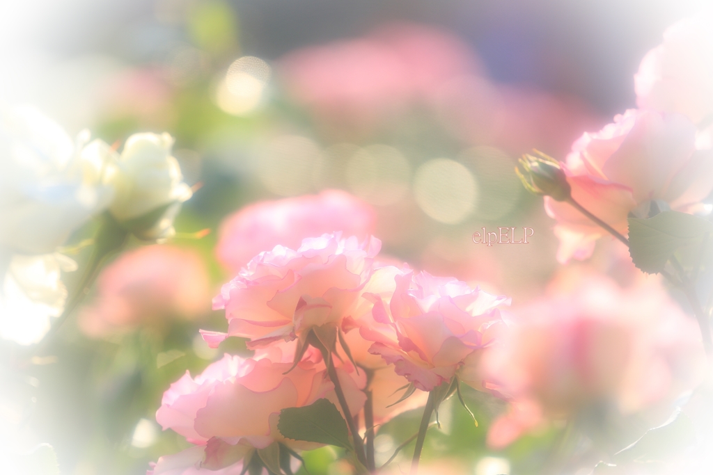 『Pure』