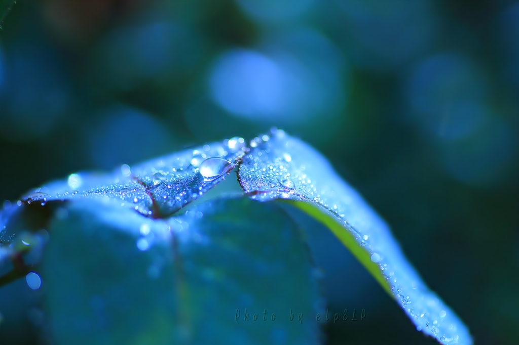 Art of morning dew Pt13