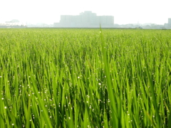 朝露の情景