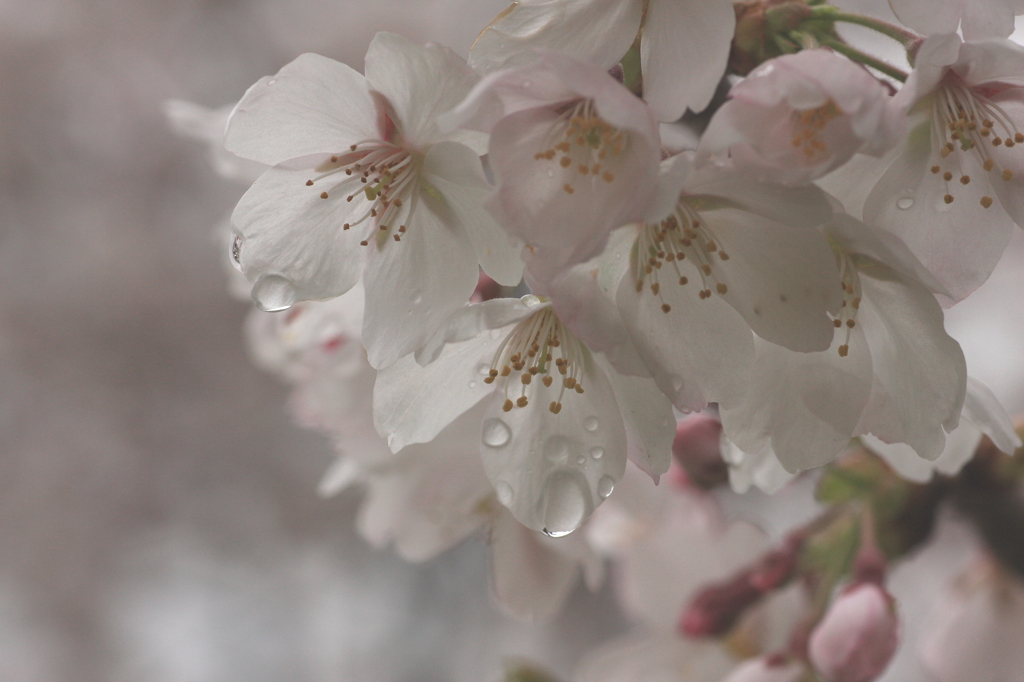 Spring after the rain