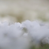 snow coror