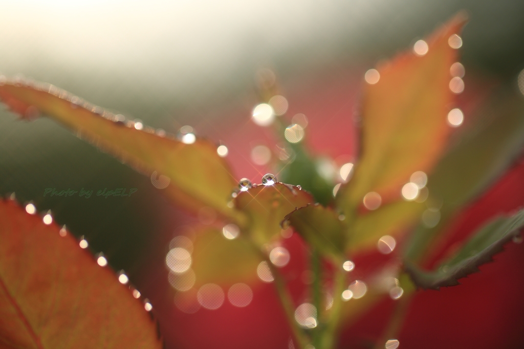 Art of morning dew Pt23