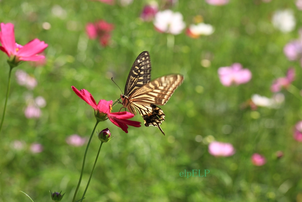 『Butterfly fall』