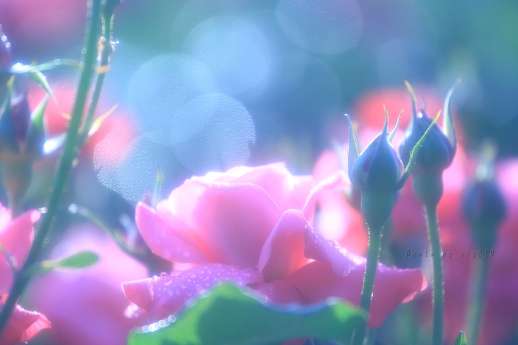 迷いの思考