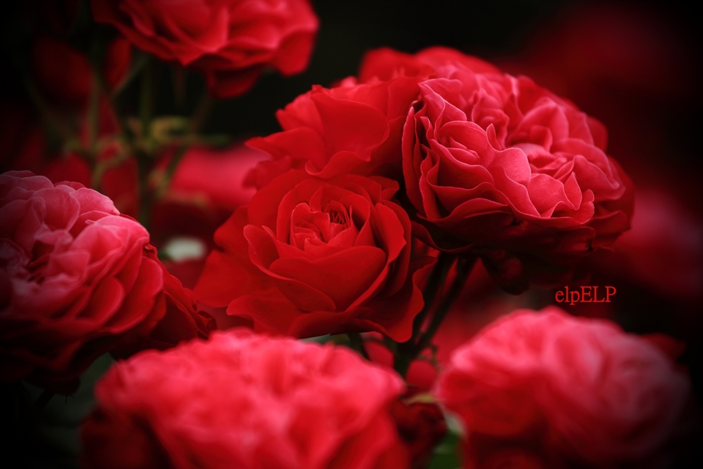 『Love』