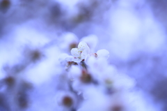 君だけを・・・
