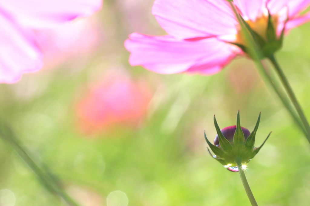 Flower of sunlight