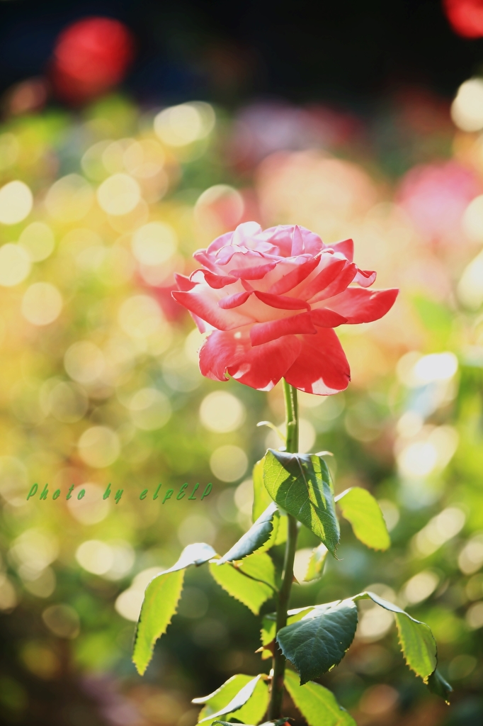 Rose Portrait