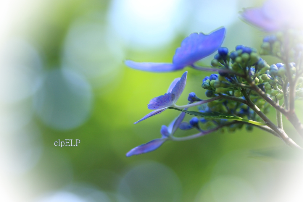 『聴こえる』