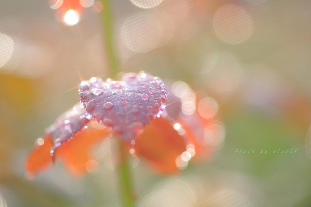 雨上がりの時