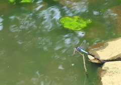 涼みに
