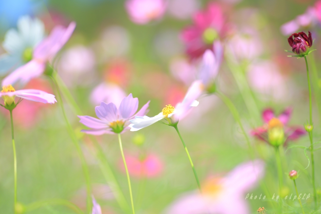 幸せの時間