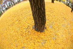Floor of autumn colors