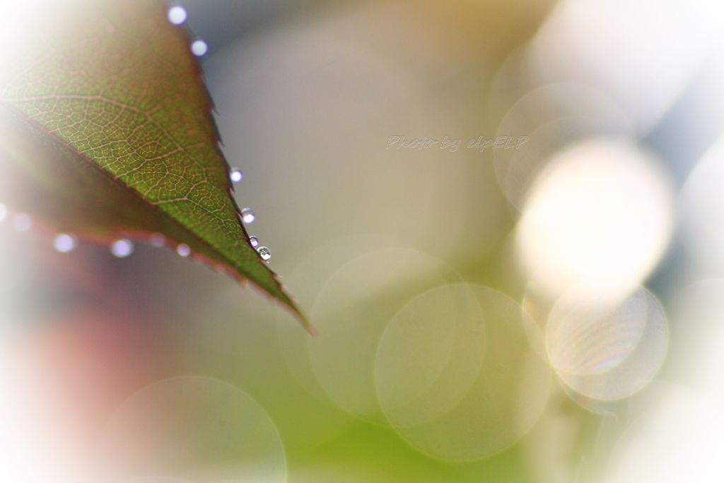 Art of morning dew Pt22