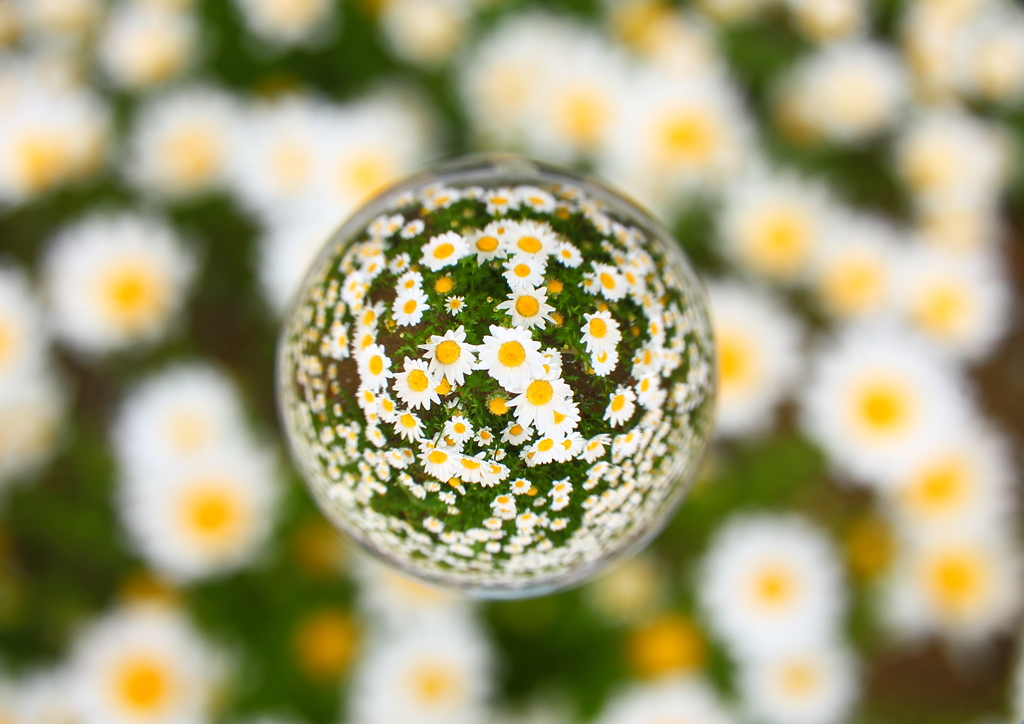 Flower star