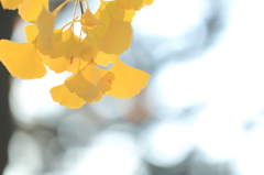 Fall in the light