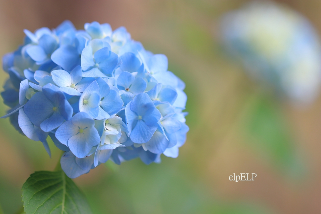 『pure』