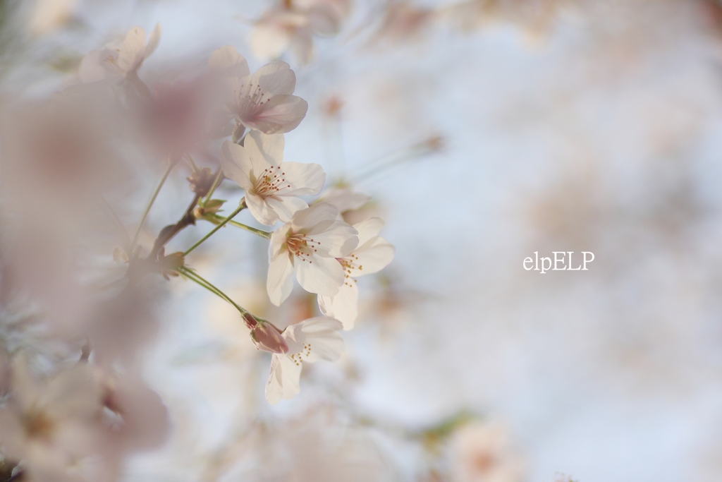 『聞こえる』
