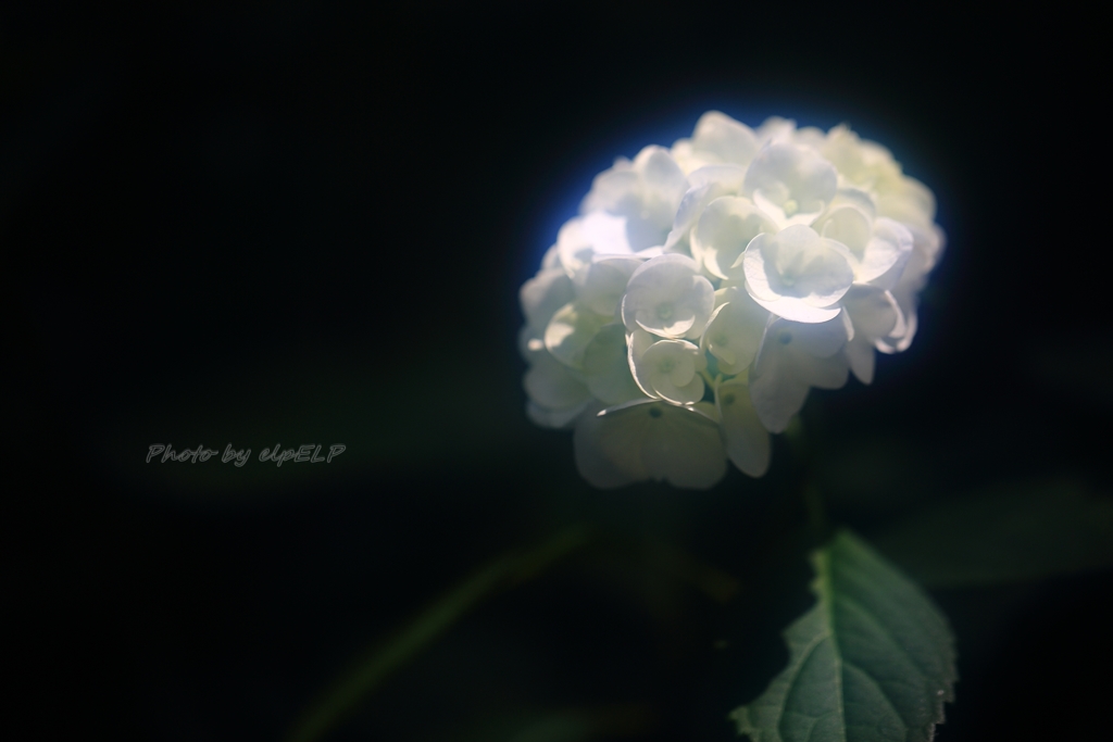 pure heart
