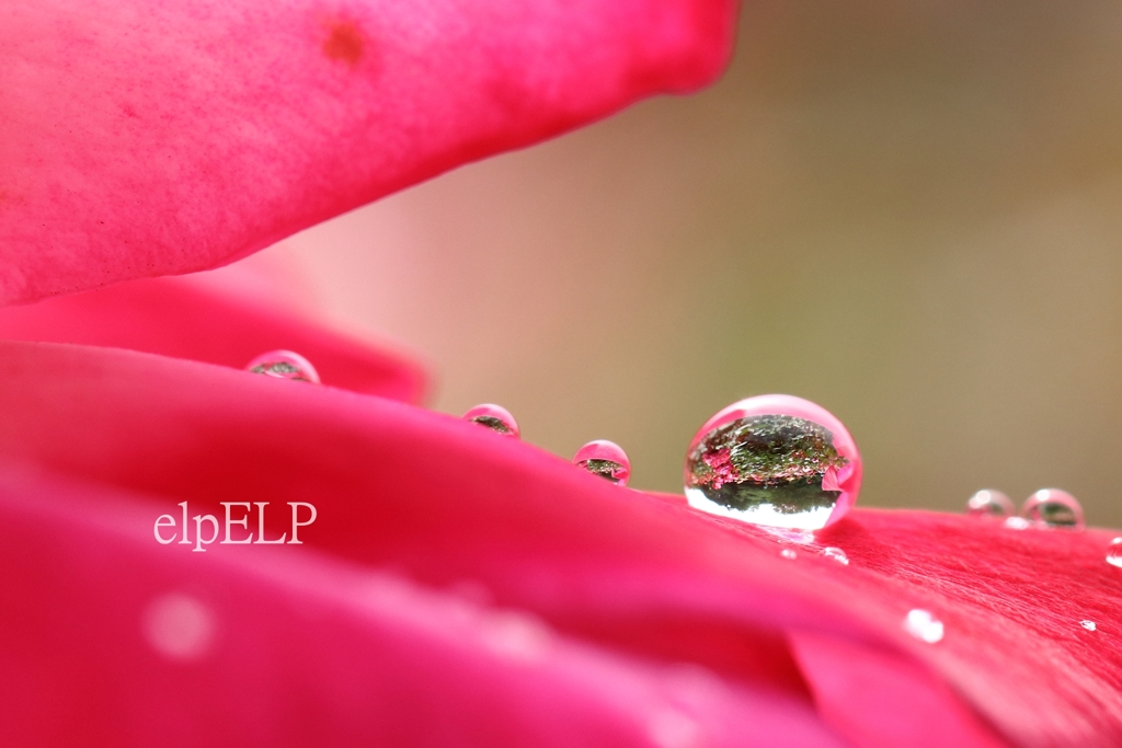 Rain ornament