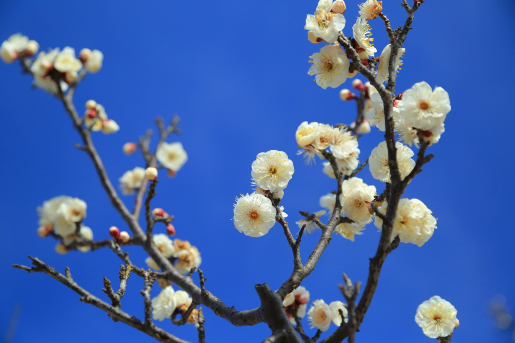Blooms in a blue sky