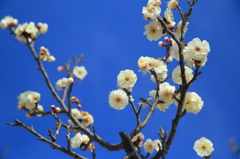 Blooms in a blue sky
