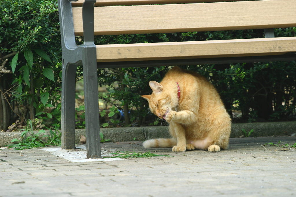 おはよう