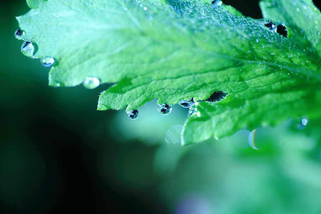 Art of morning dew Pt10