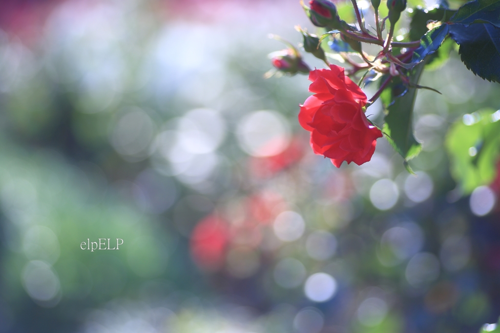 『香り』