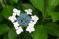 紫陽花