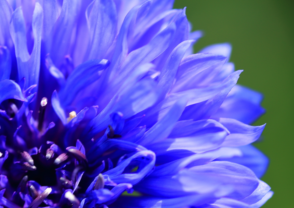 Blue flame
